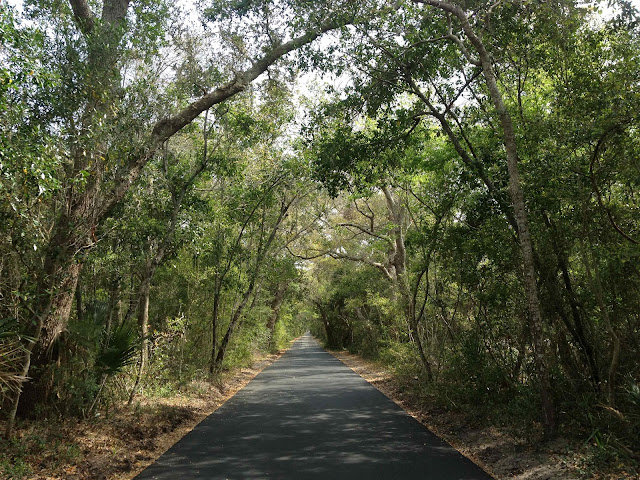 Tree covered roads of Bald Head Island