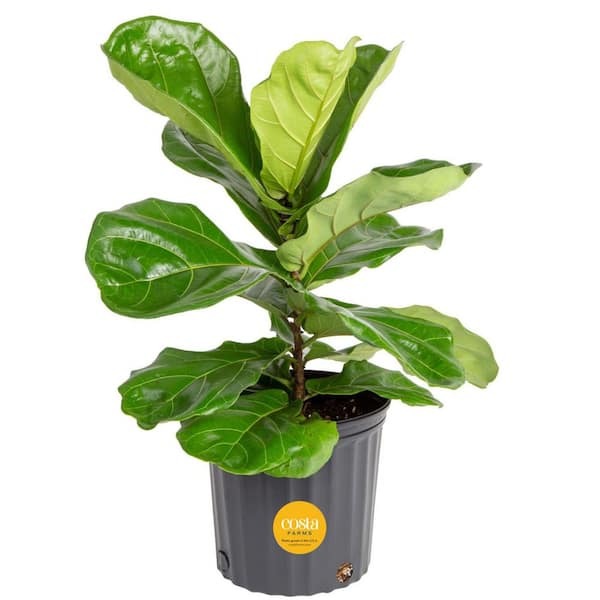 Real faux fiddle leaf fig plant you can order online