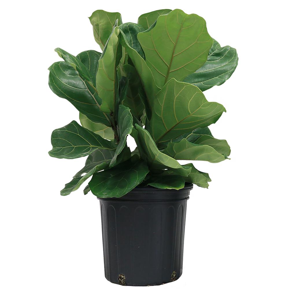 A small fiddle leaf fig with great reviews that you can order online!