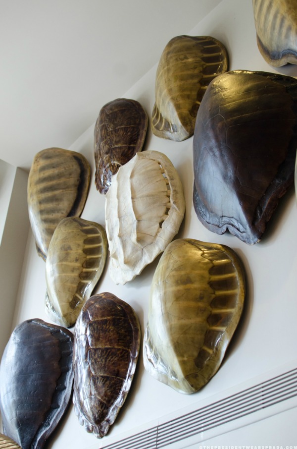 Faux tortoise shells hung on wall in a collage