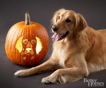 Golden retriever pumpkin carving stencil