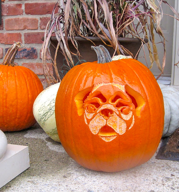 Loving this pug pumpkin!! Link to the pug pumpkin carving stencil included in post!