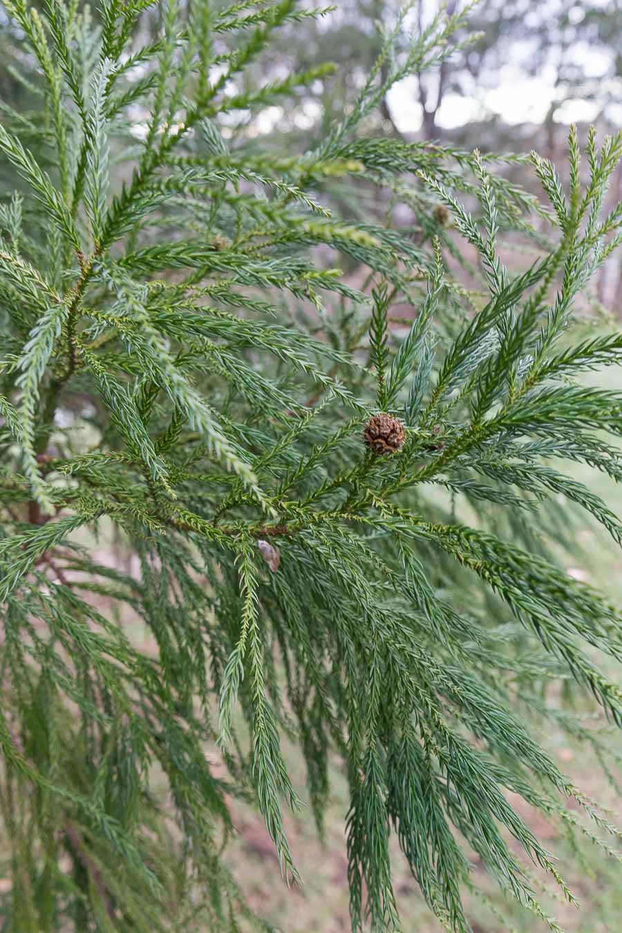 Evergreen branches with baby pinecones