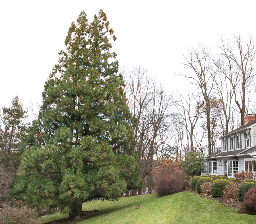 The huge evergreen tree that we clip branches from to make our front door Christmas swag!