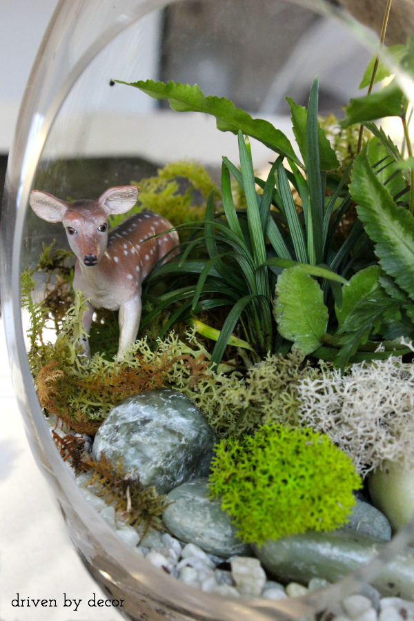 Creating a Terrarium (that I'm gonna try sooo hard not to kill