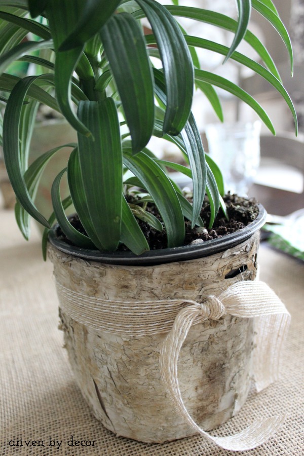 Tie a strip of birch around a plastic flower pot to dress it up for a spring table