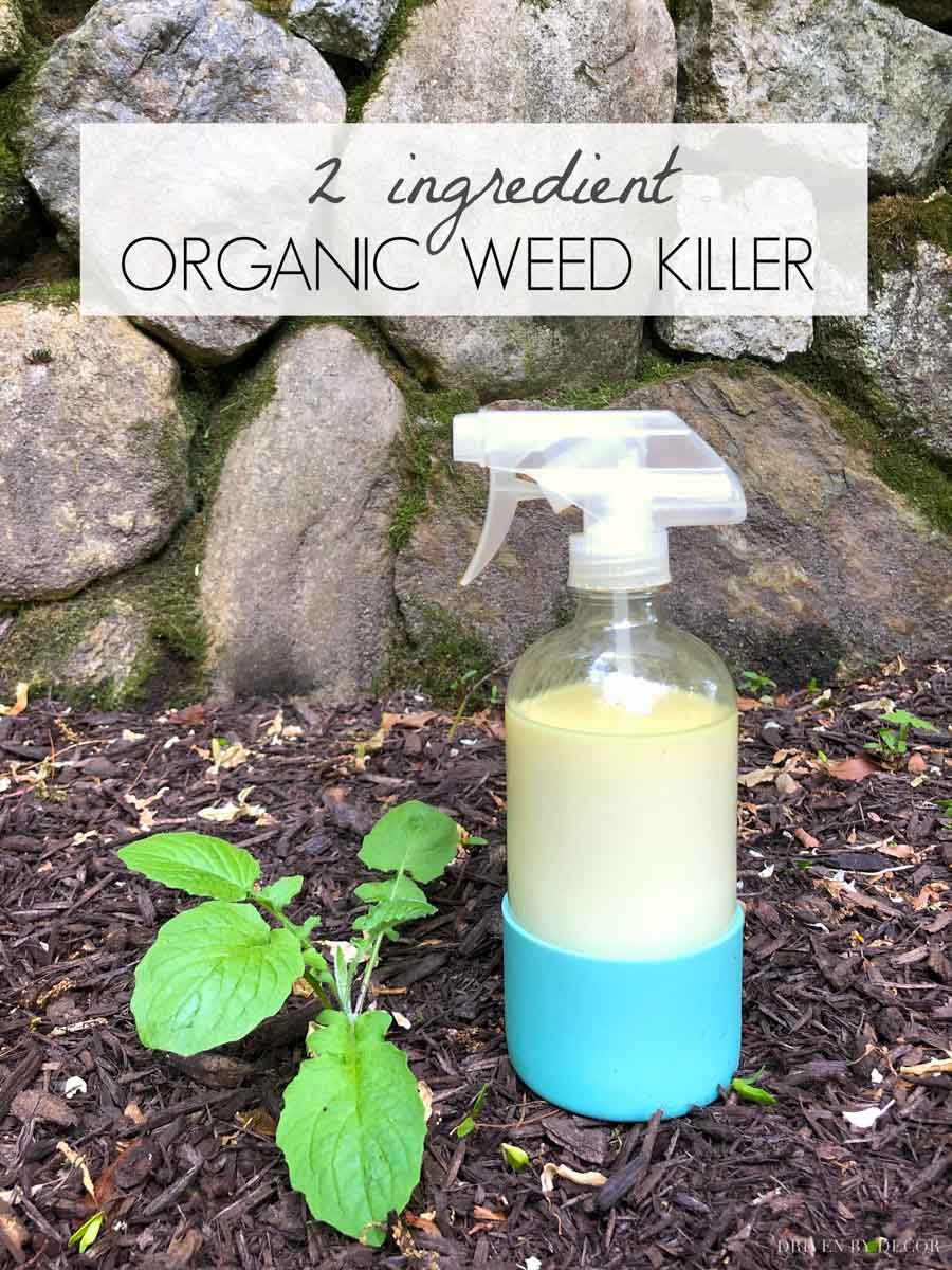 Simple organic weed killer spray recipe with only two ingredients!