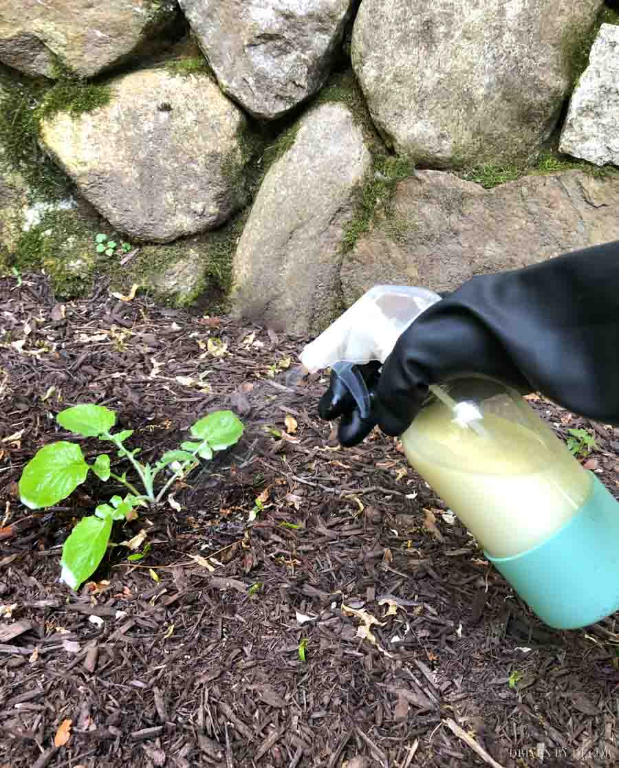 Organic weed killer spray with two simple ingredients that WORKS!