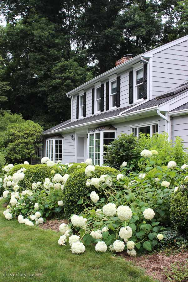 Our Connecticut Home | Benjamin Moore Coventry Gray | White trim | Black shutters and door | Bay windows | Hydrangeas