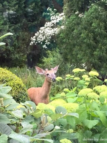 What worked for me to keep deer from eating our plants!