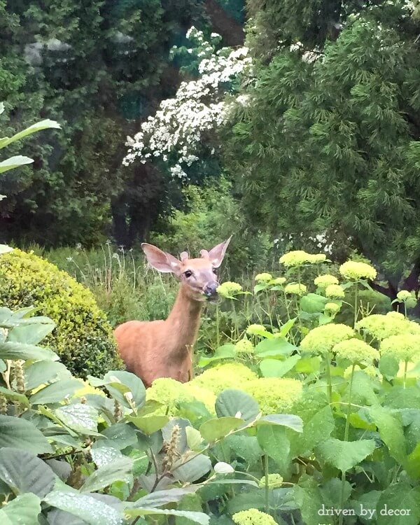 What worked for me to keep deer from eating our plants!