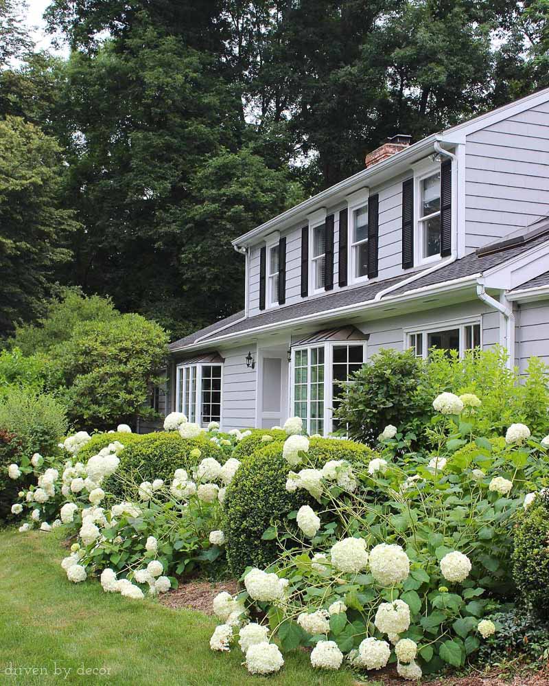 Gorgeous Annabelle hydrangeas! Post includes great tips for when and how much to prune them!