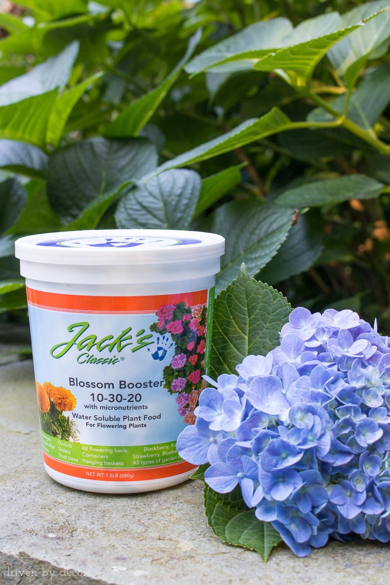 A great fertilizer for hydrangeas that increases the number of blooms!