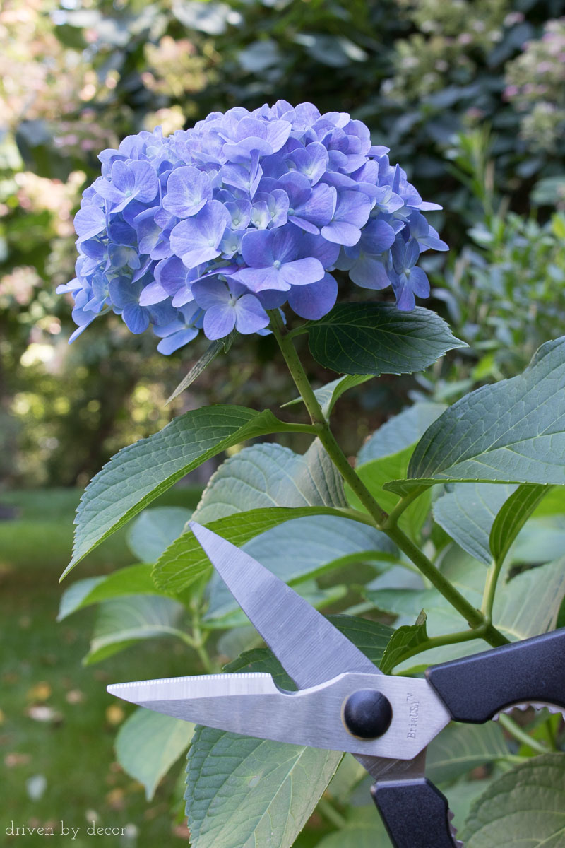 Kitchen shears that work beautifully for cutting hydrangeas and other flowers!