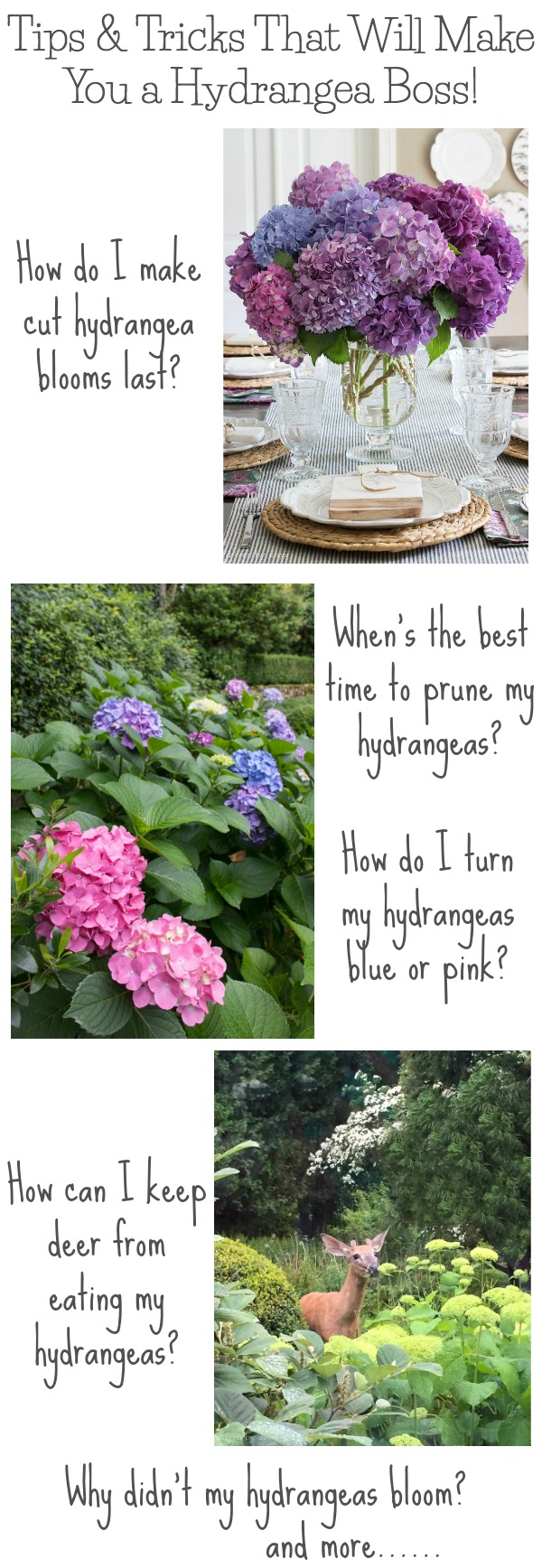 Sooo many awesome tips for growing hydrangeas! When to prune and how much to prune them, how to change their color, how to make cut hydrangea blooms last, and more! Also explains why your hydrangea plants might not bloom!