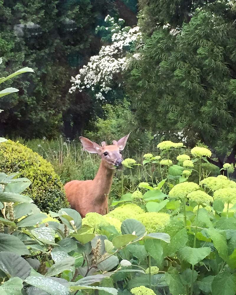 Great tip for keeping deer from eating your hydrangeas and other plants!