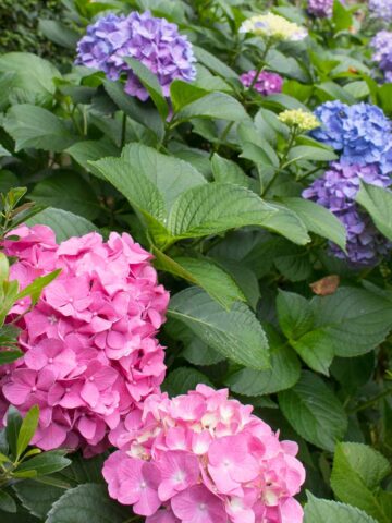 Hydrangea care tips