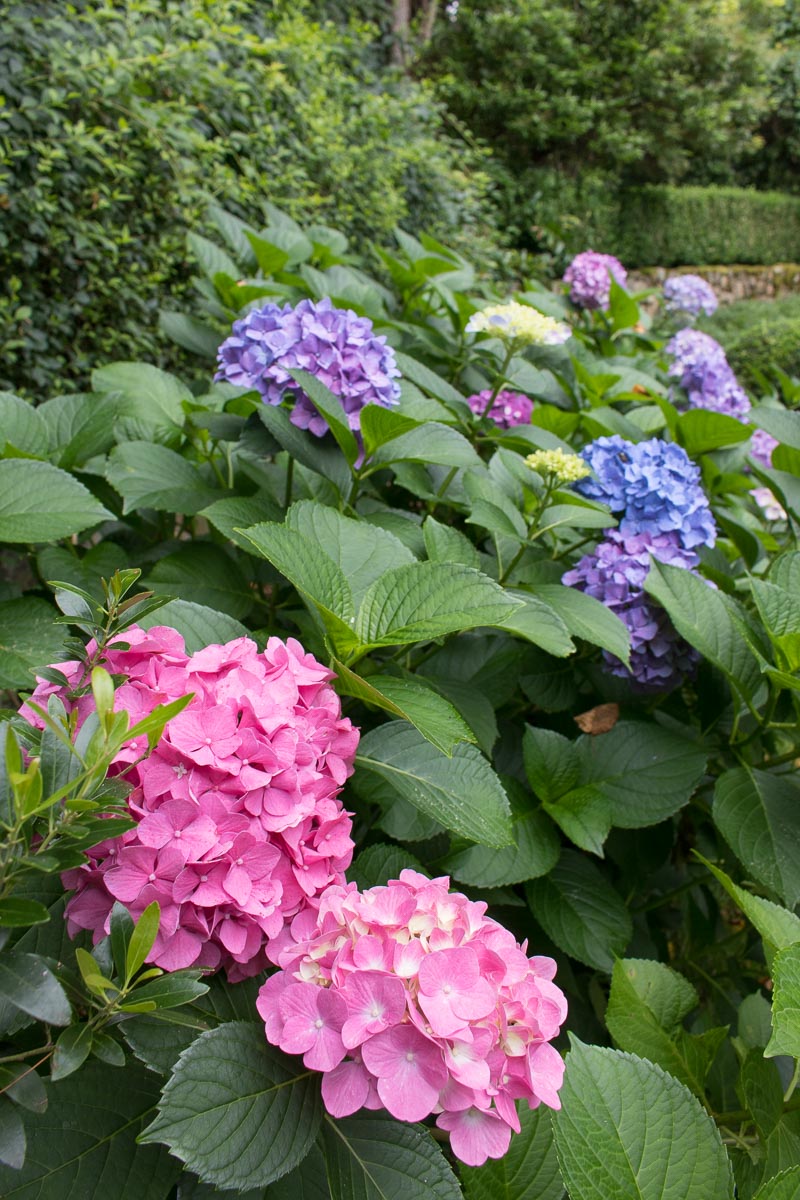 Image of Fertilizing hydrangeas in the spring image 2