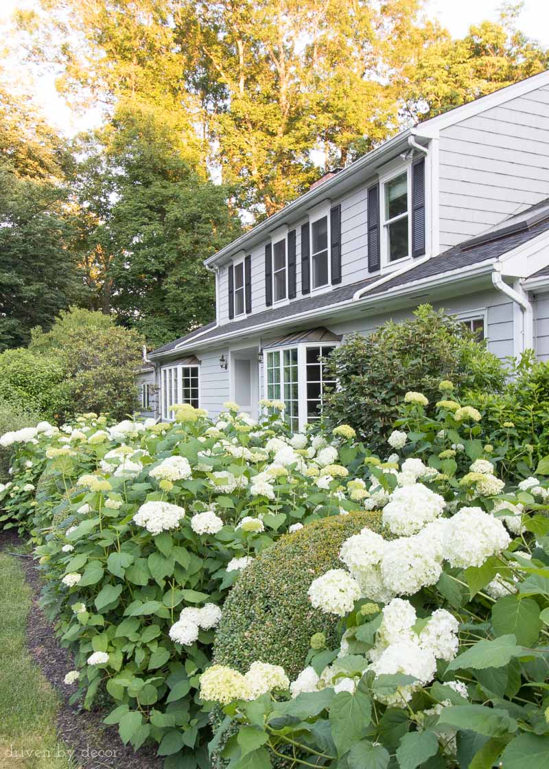 Great tip about keeping your hydrangeas (like these Annabelle hydrangeas) from getting too floppy!