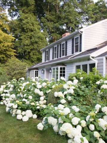 Tips for growing hydrangeas like these plus other favorite lawn and garden tips!