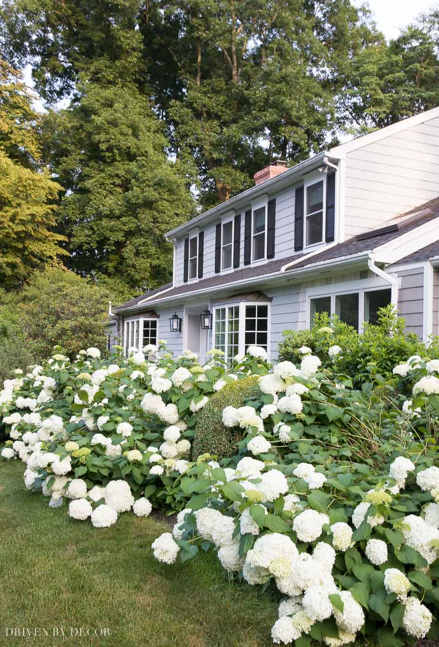 Sharing my favorite lazy gardener tips for growing hydrangeas!