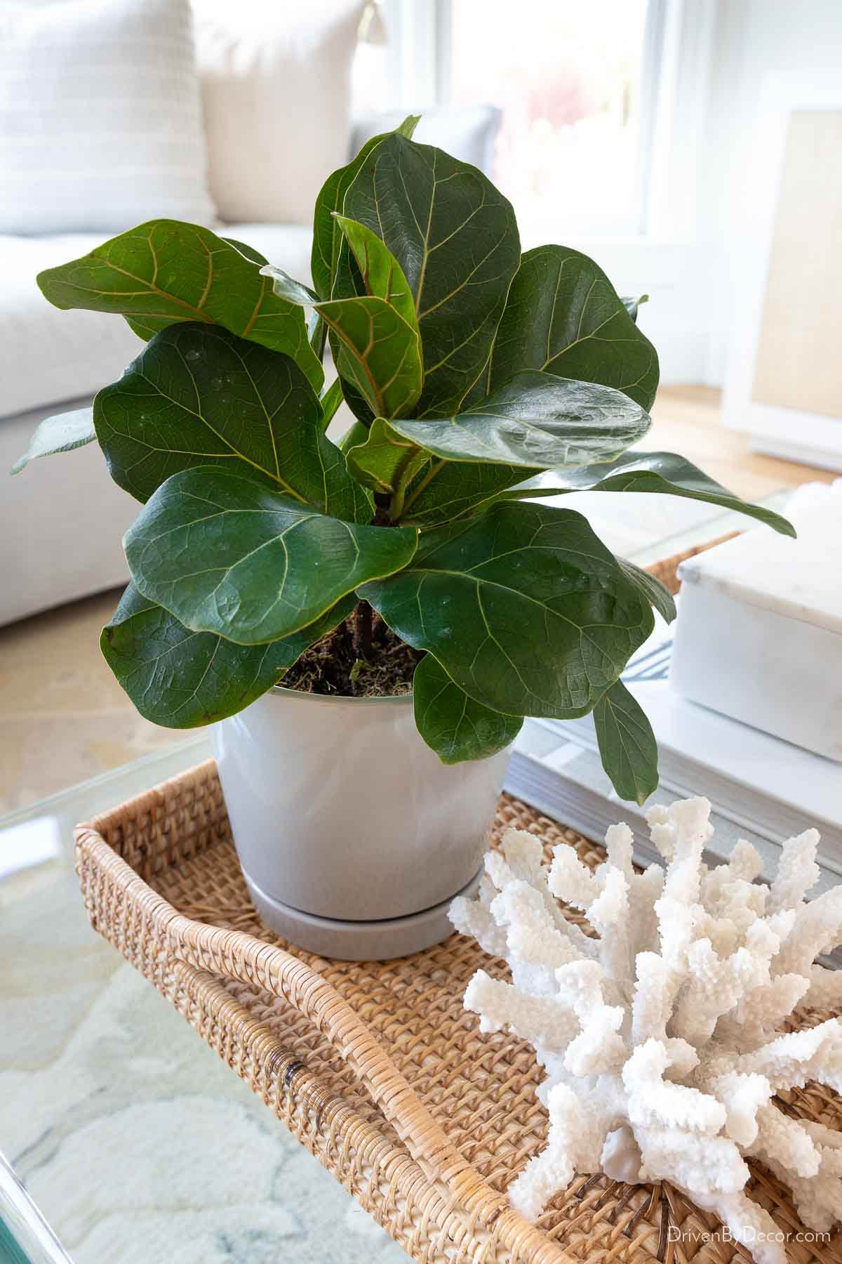 Fiddle leaf fig plant