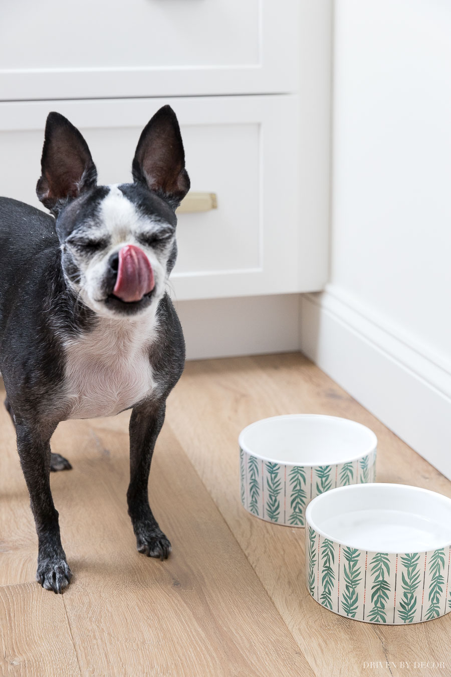 These are just the cutest patterned dog bowls! Part of Drew Barrymore's Flower Home collection!