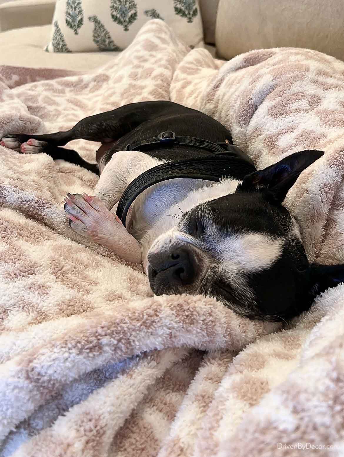 Super soft leopard throw with our Boston terrier cuddled on top