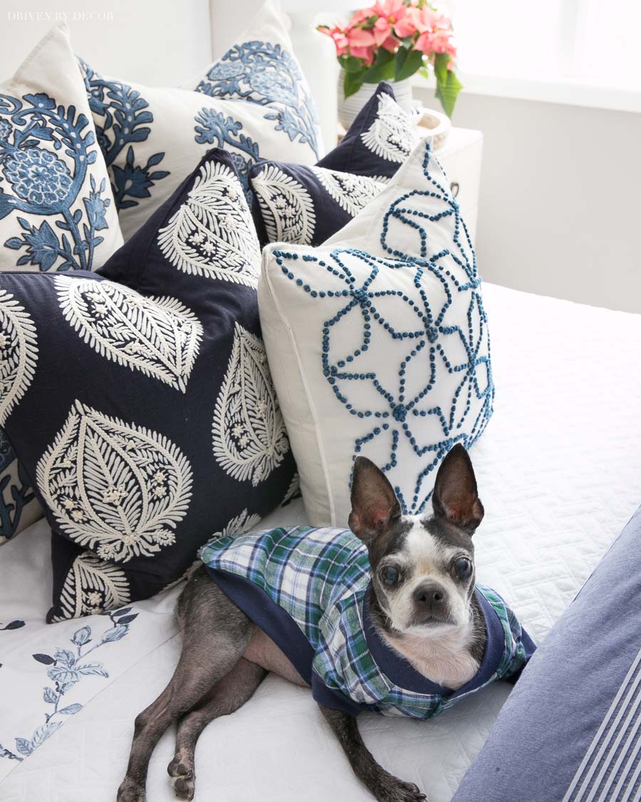 Not sure which I love more - the blue and white pillows or the plaid dog pjs!