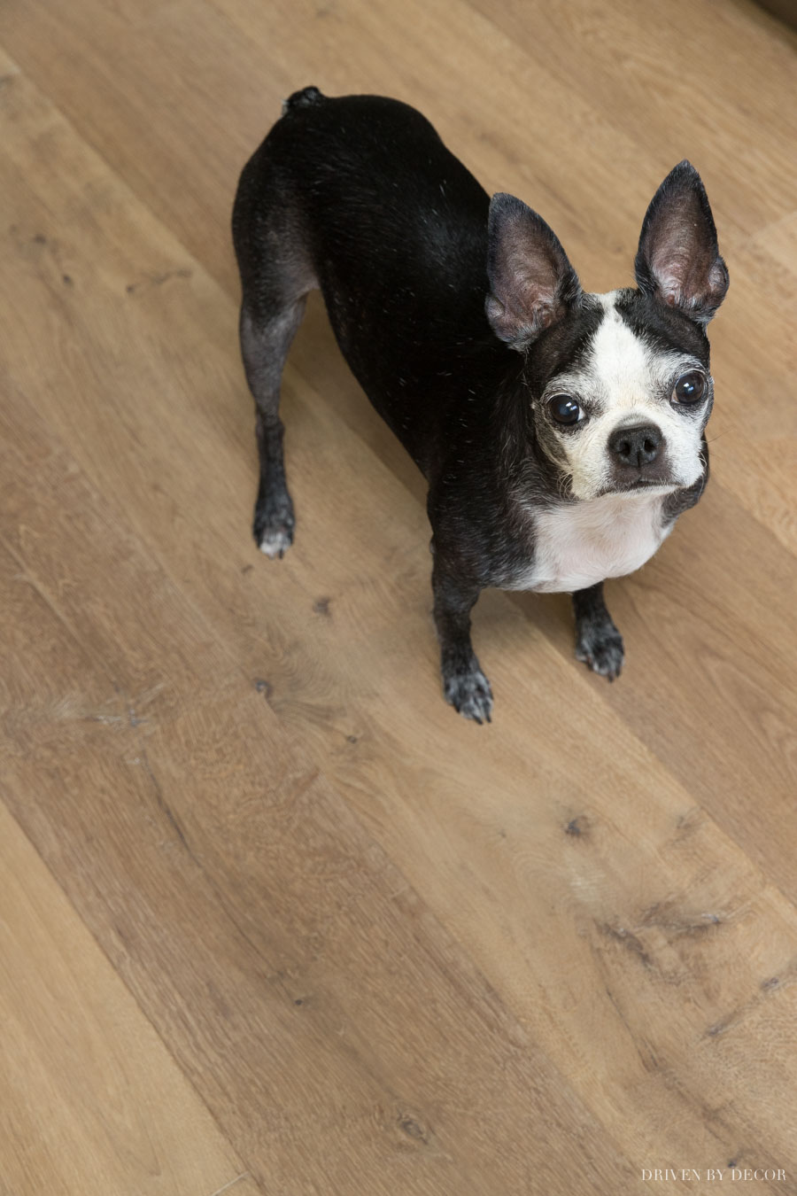Sharing the pros and cons of our engineered hardwood floors including whether they scratch!