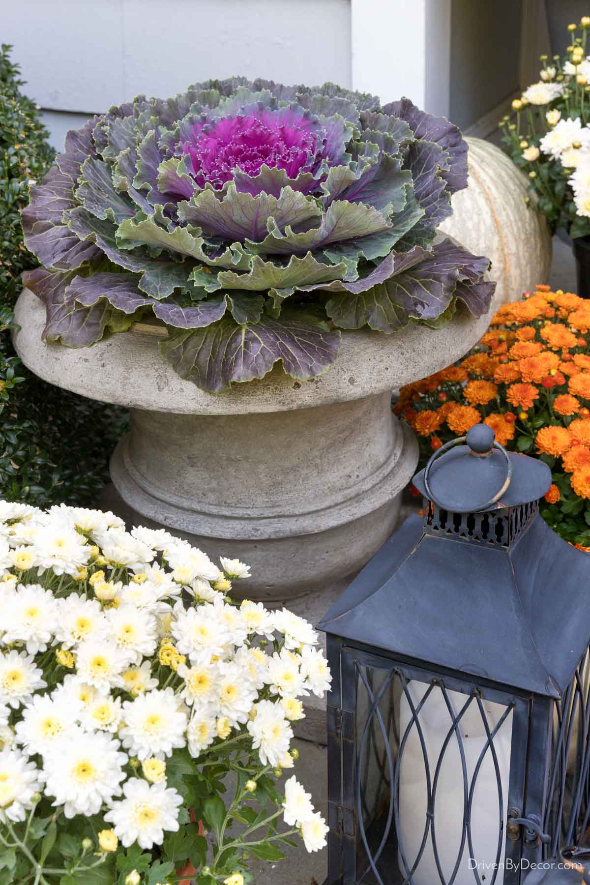 Cast stone urn planter with cabbage