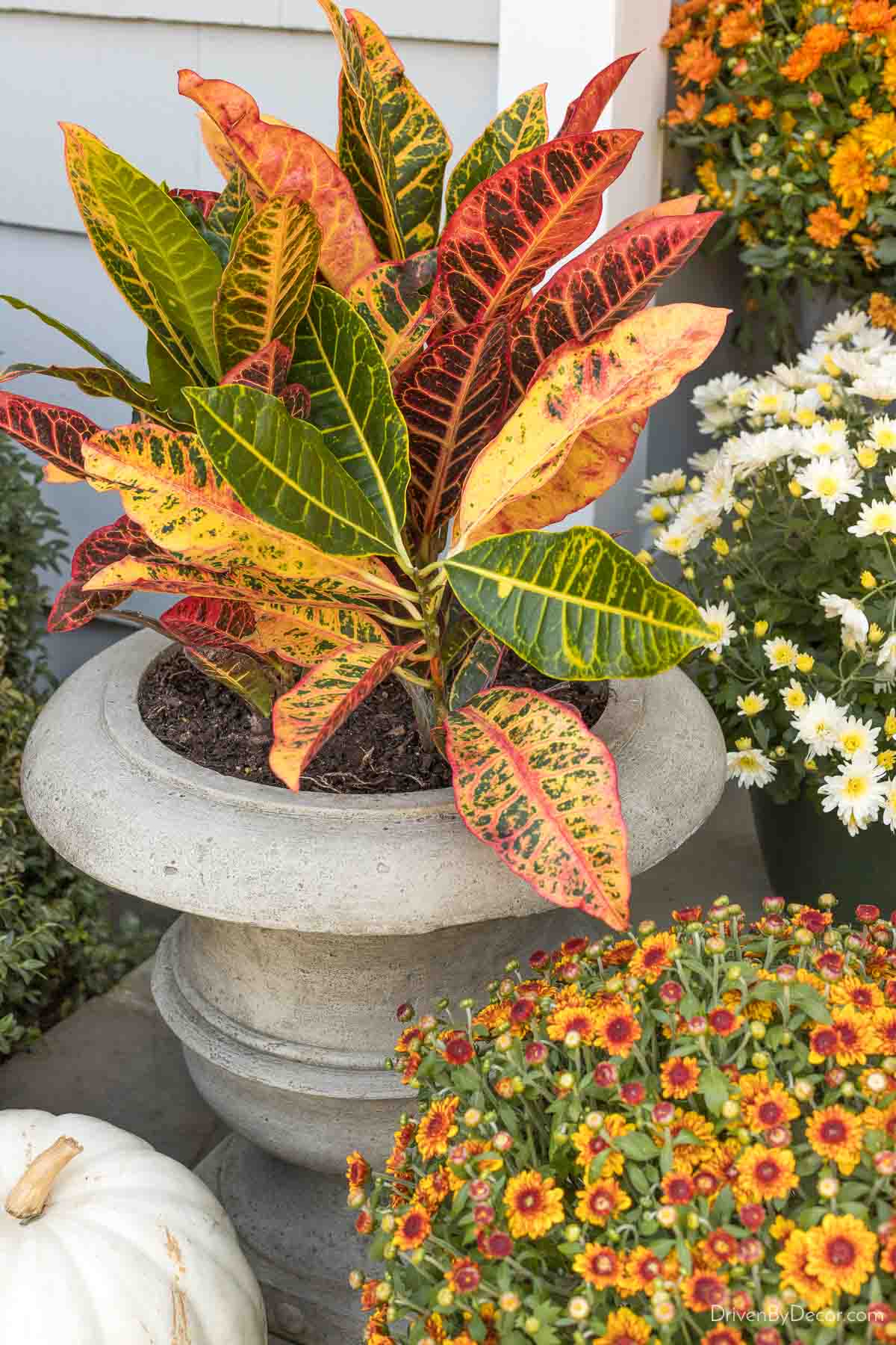 Crotons in urn planters on our fall front porch