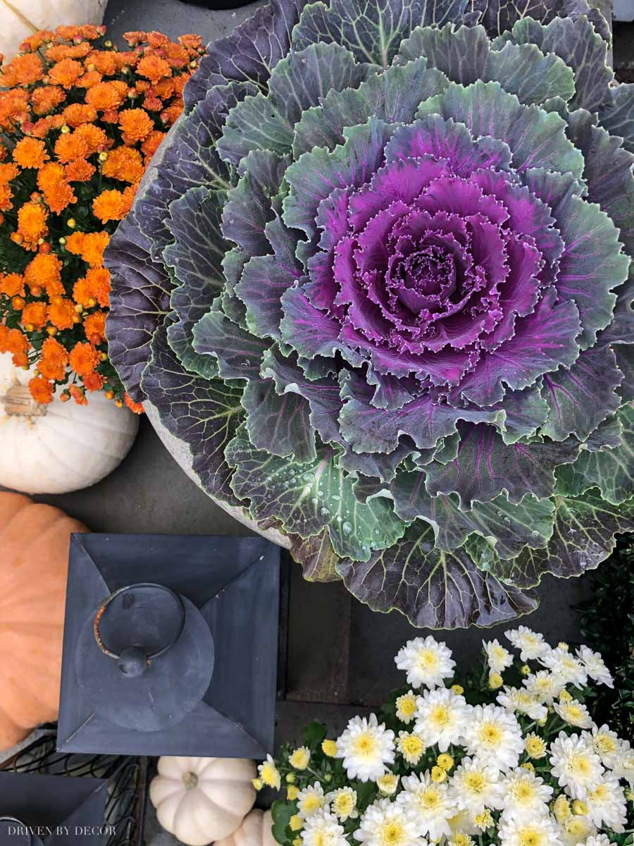 Love using cabbages for fall decorating! So pretty mixed in with mums!