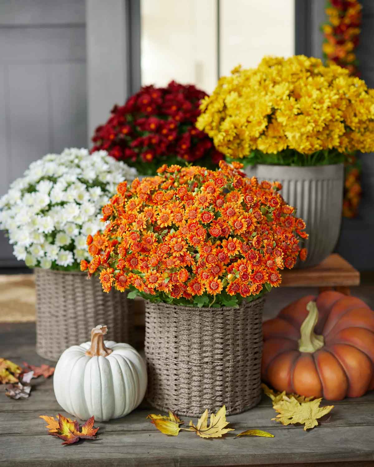 Colorful faux outdoor mums