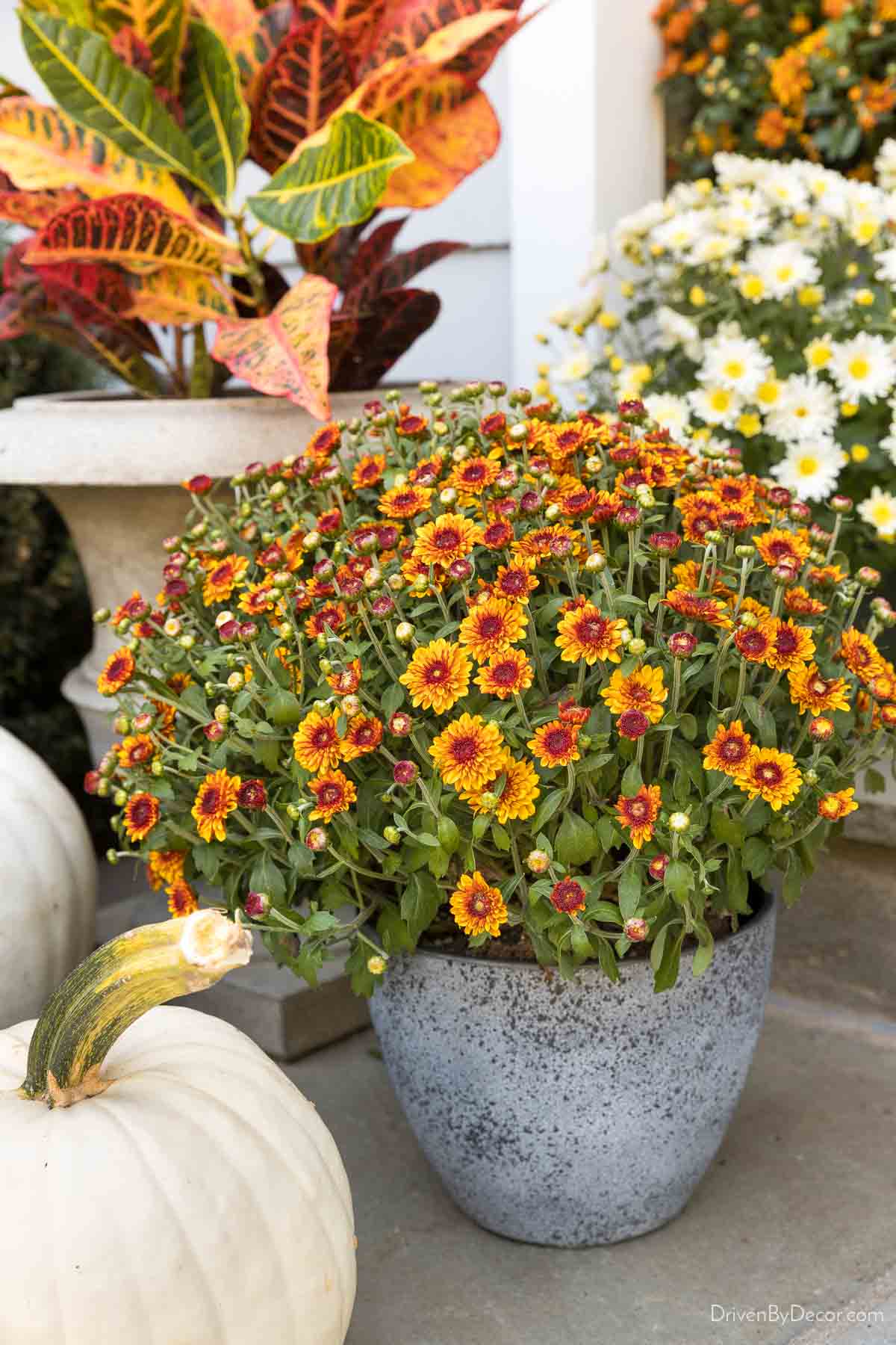 Small gray planters for mums on our fall front porch
