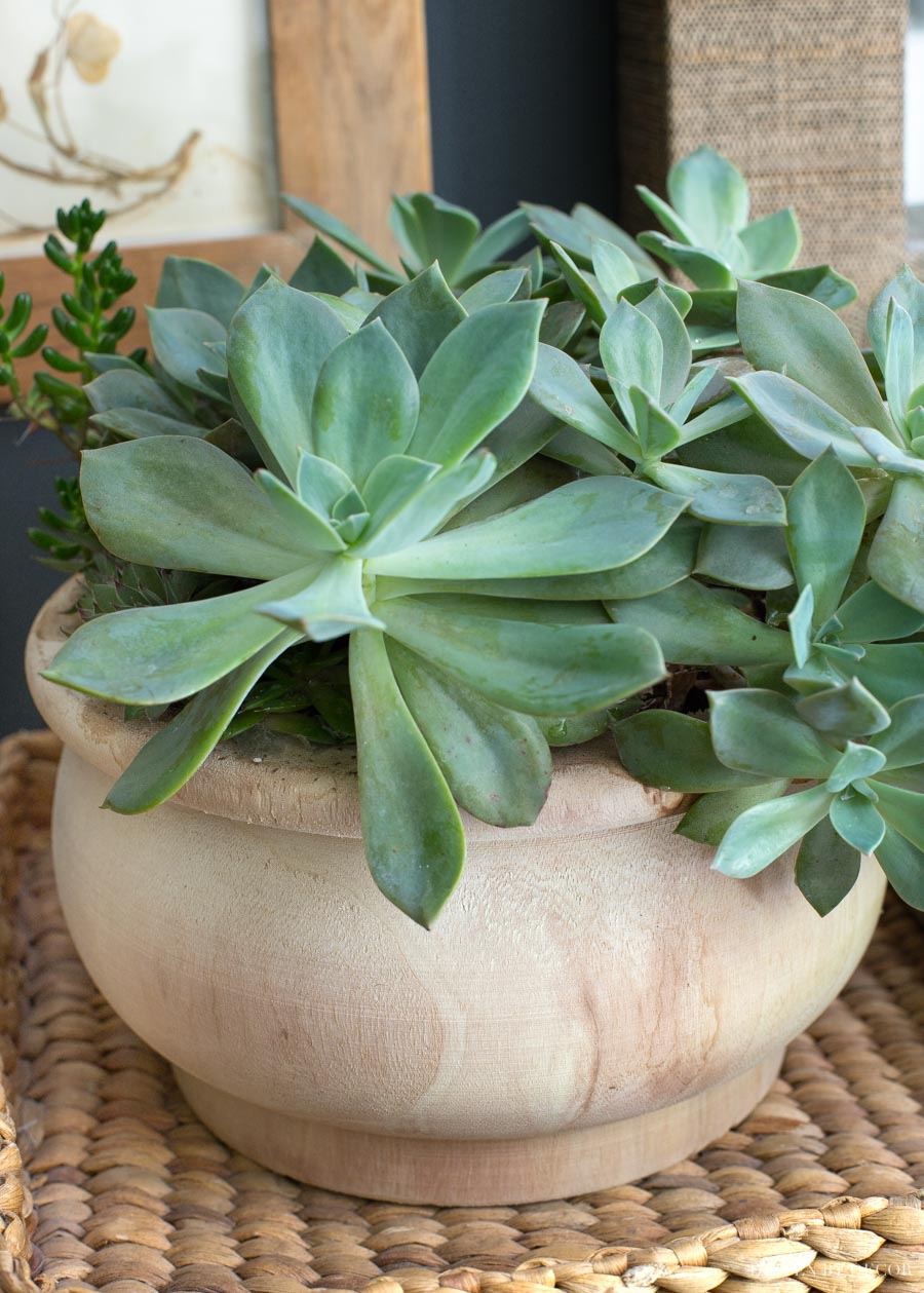 This round wood planter is gorgeous!!