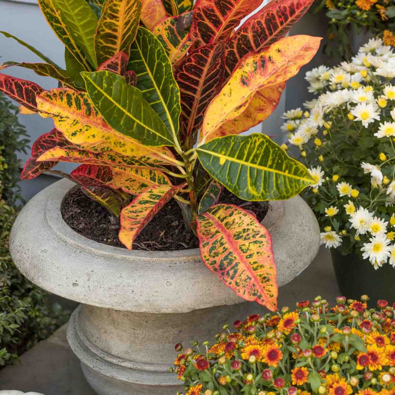 Our fall front porch decor includes these cast stone urn planters holding crotons!