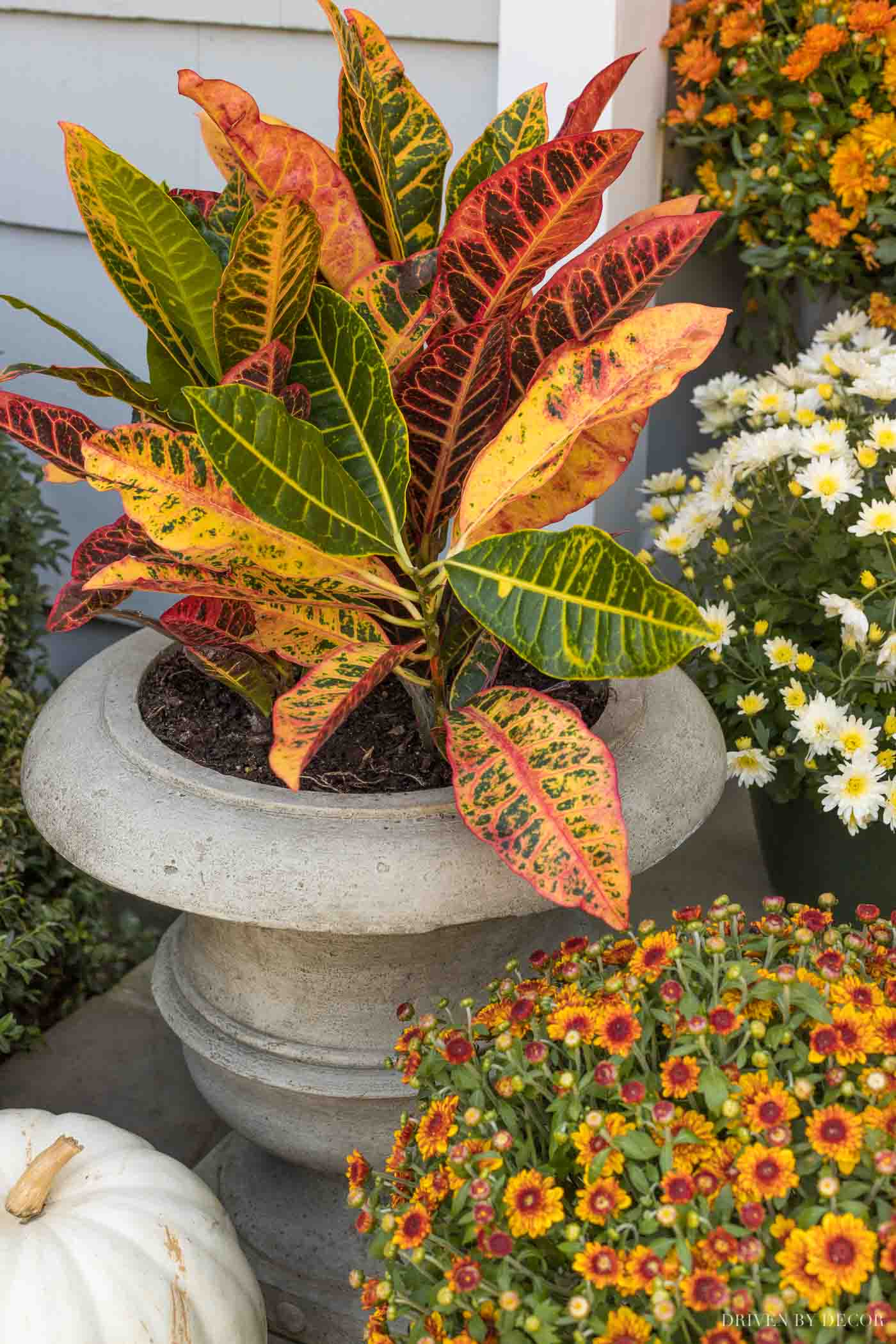 Our fall front porch decor includes these cast stone urn planters holding crotons!