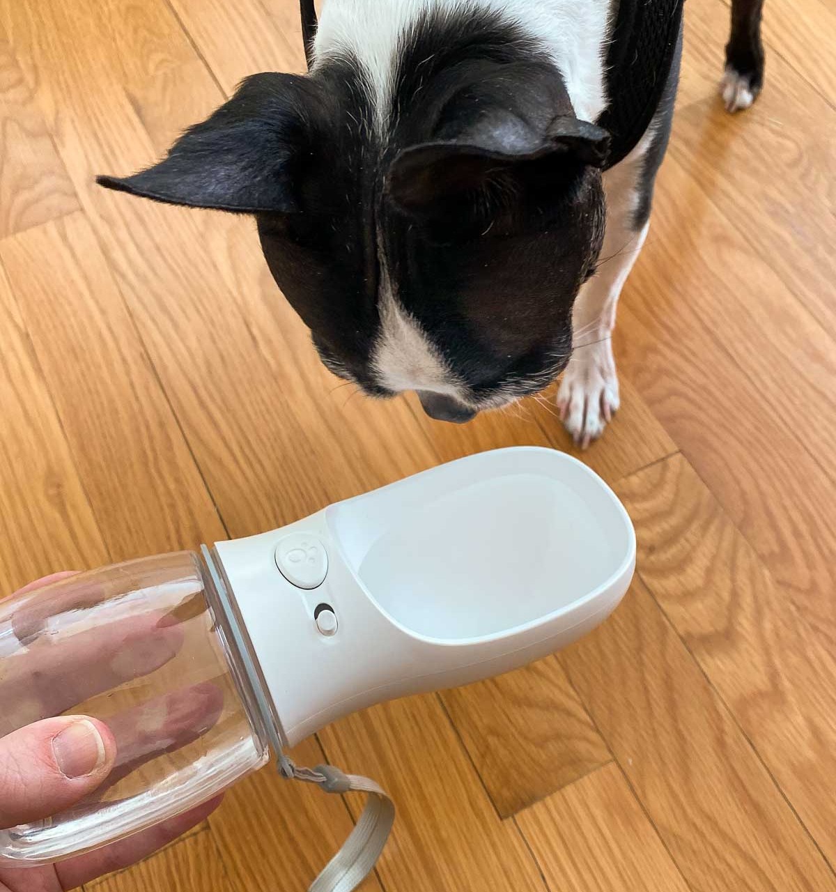 This dog water bottle is awesome for travel and for walks too! One of my favorite Amazon gadgets!