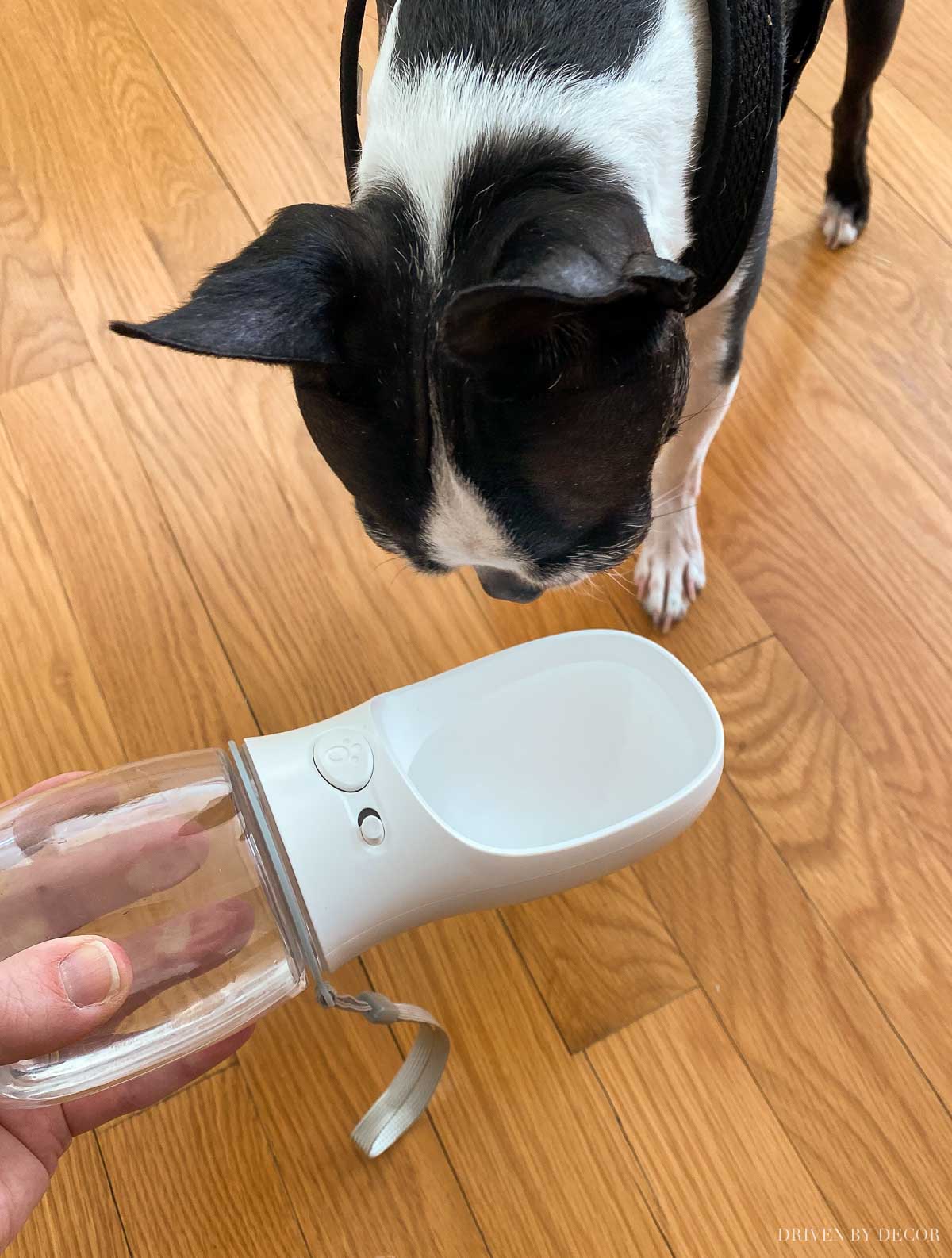 This dog water bottle is awesome for travel and for walks too! One of my favorite Amazon gadgets!