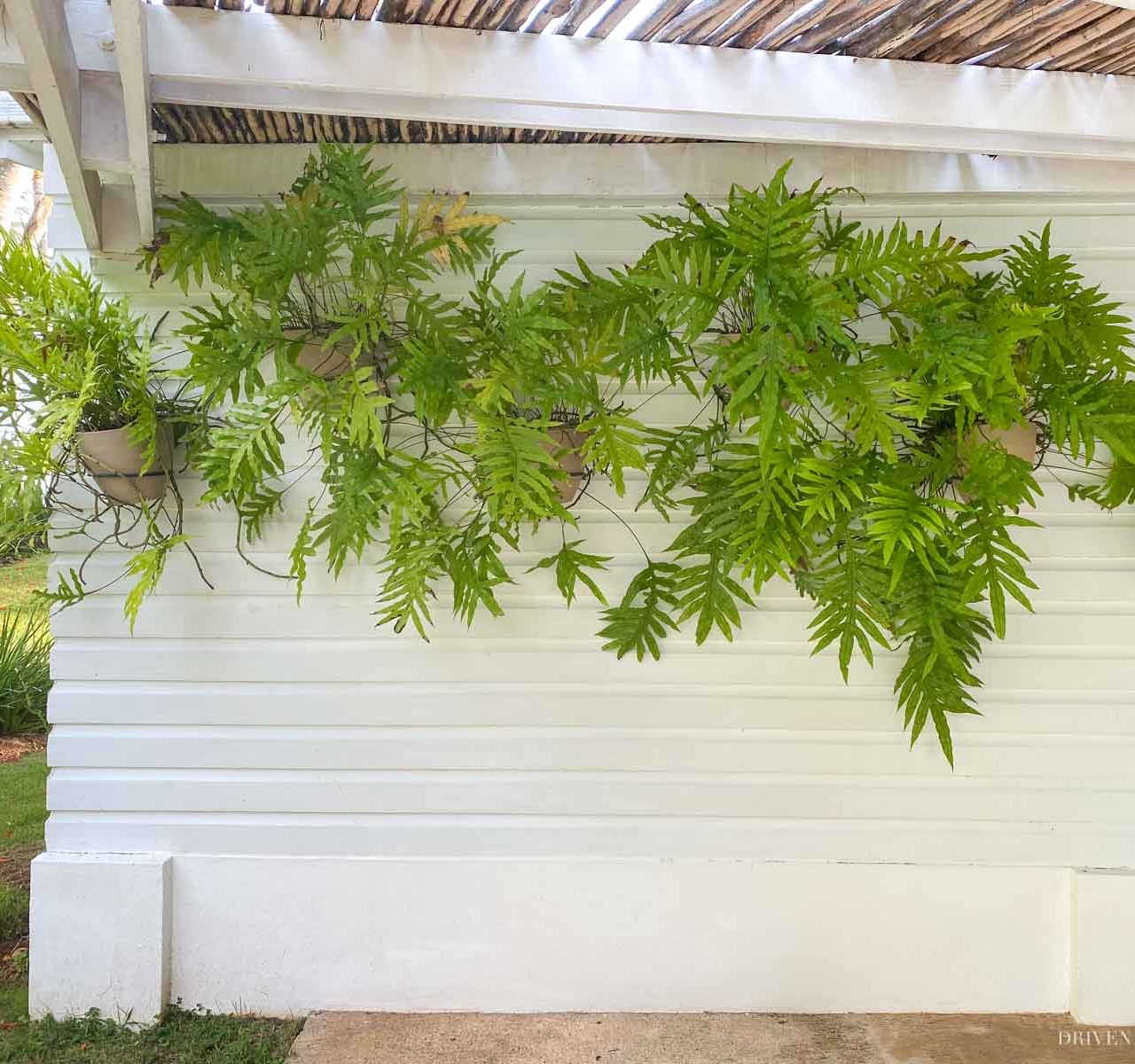 Love the idea of adding wall mounted planter holders to a blank outdoor wall!