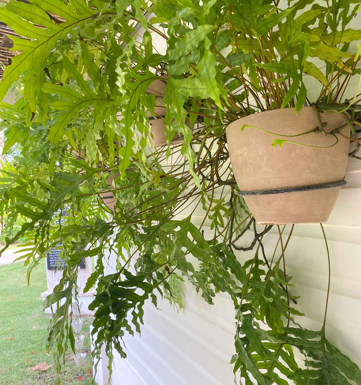 Use wall mounted plant holders to create a gorgeous outdoor accent wall!
