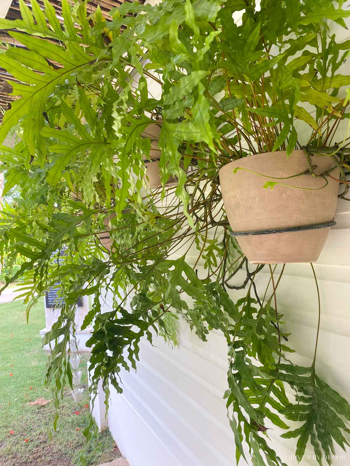 Use wall mounted plant holders to create a gorgeous outdoor accent wall!