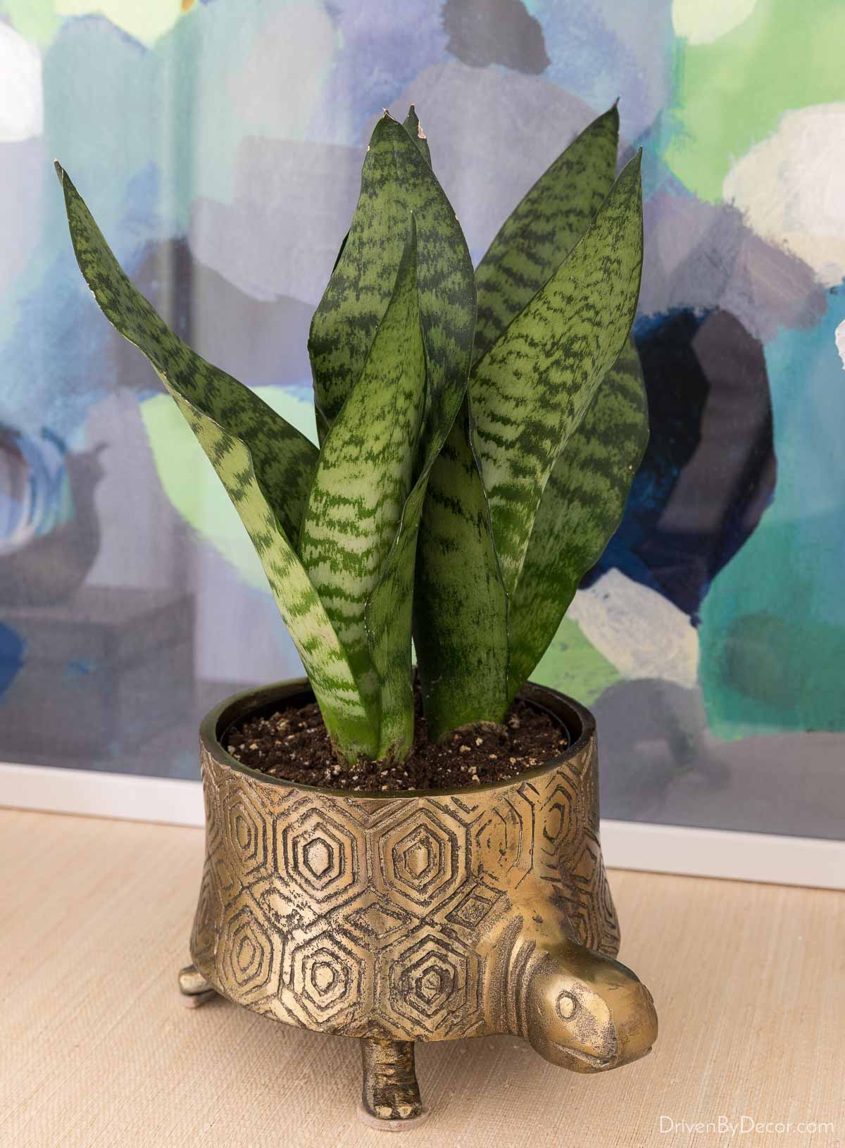 LOVE this turtle planter! It's the perfect Christmas gift idea for her!