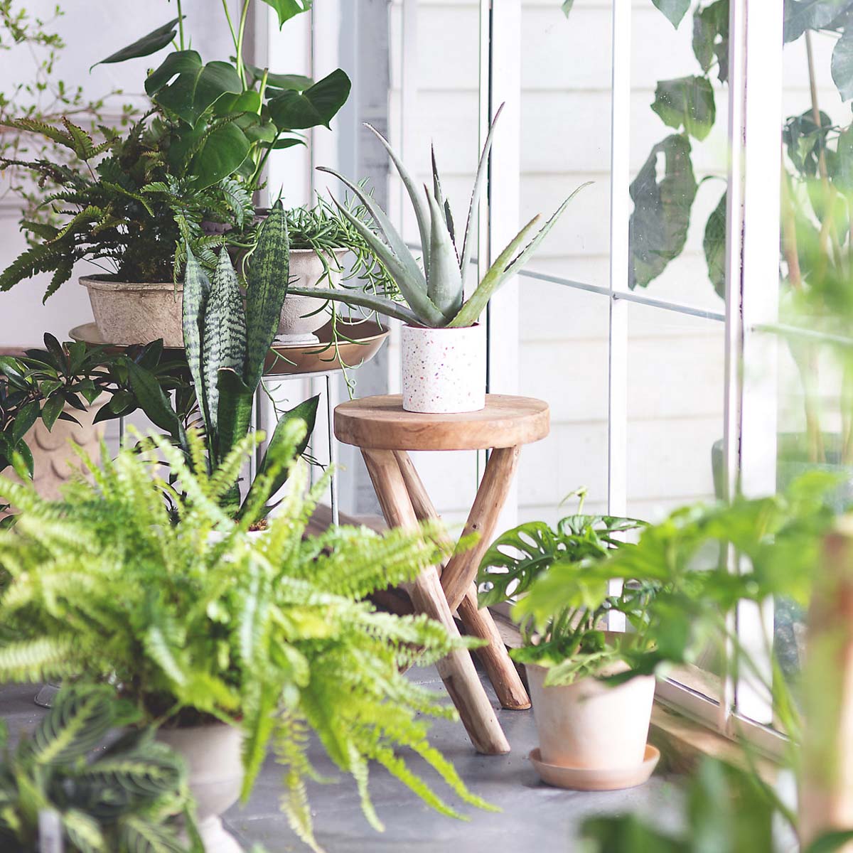 Biophilic design including adding lots of plants to your home is a 2022 design trend!