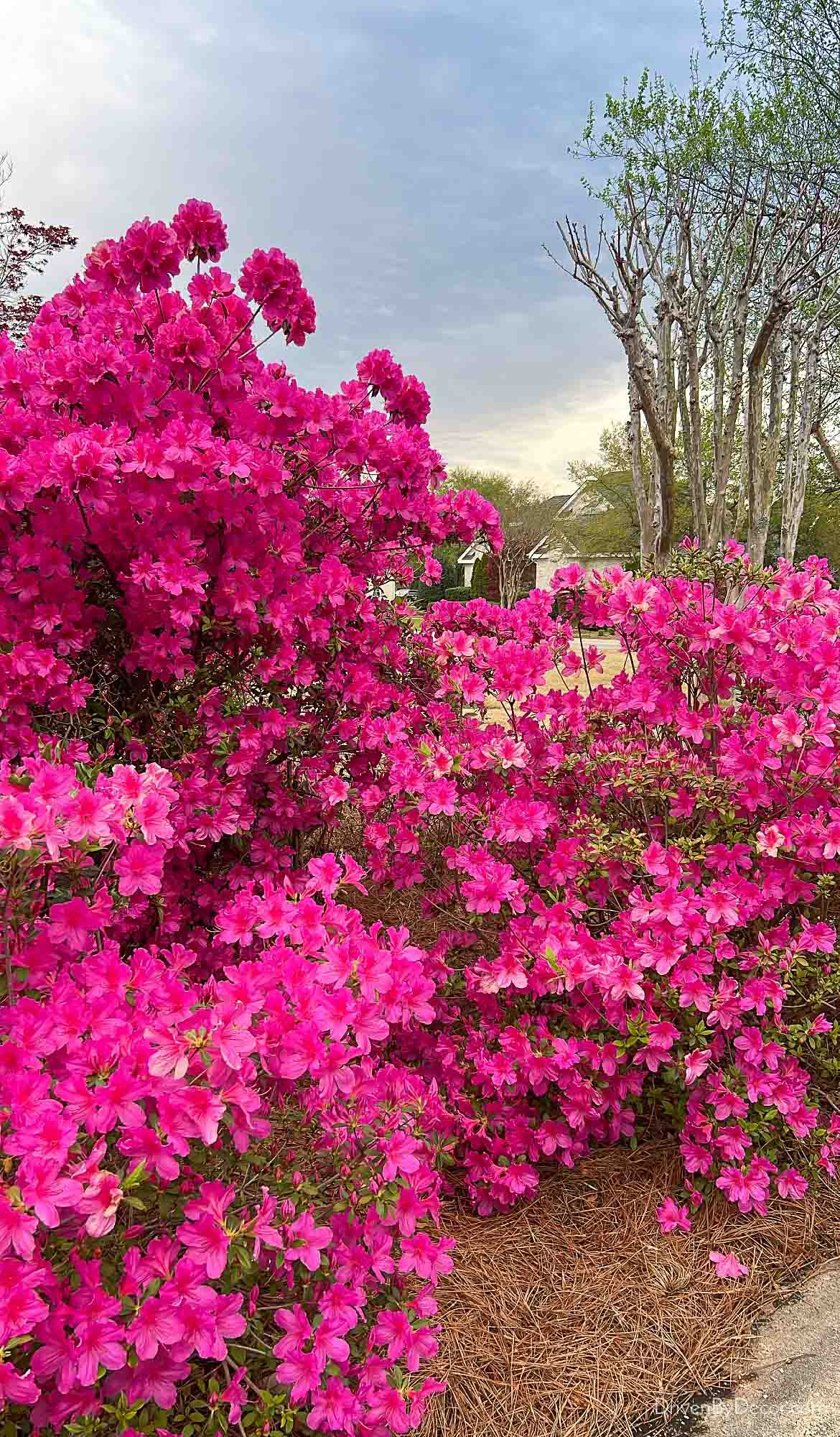 Azalea bushes lining driveway in spring