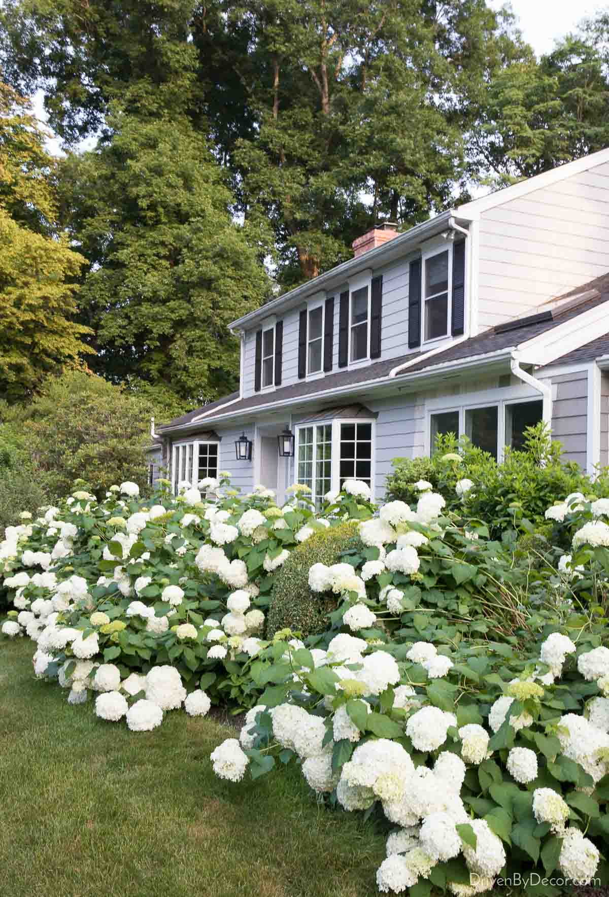 Gray Connecticut home with hydrangeas lining front walkway
