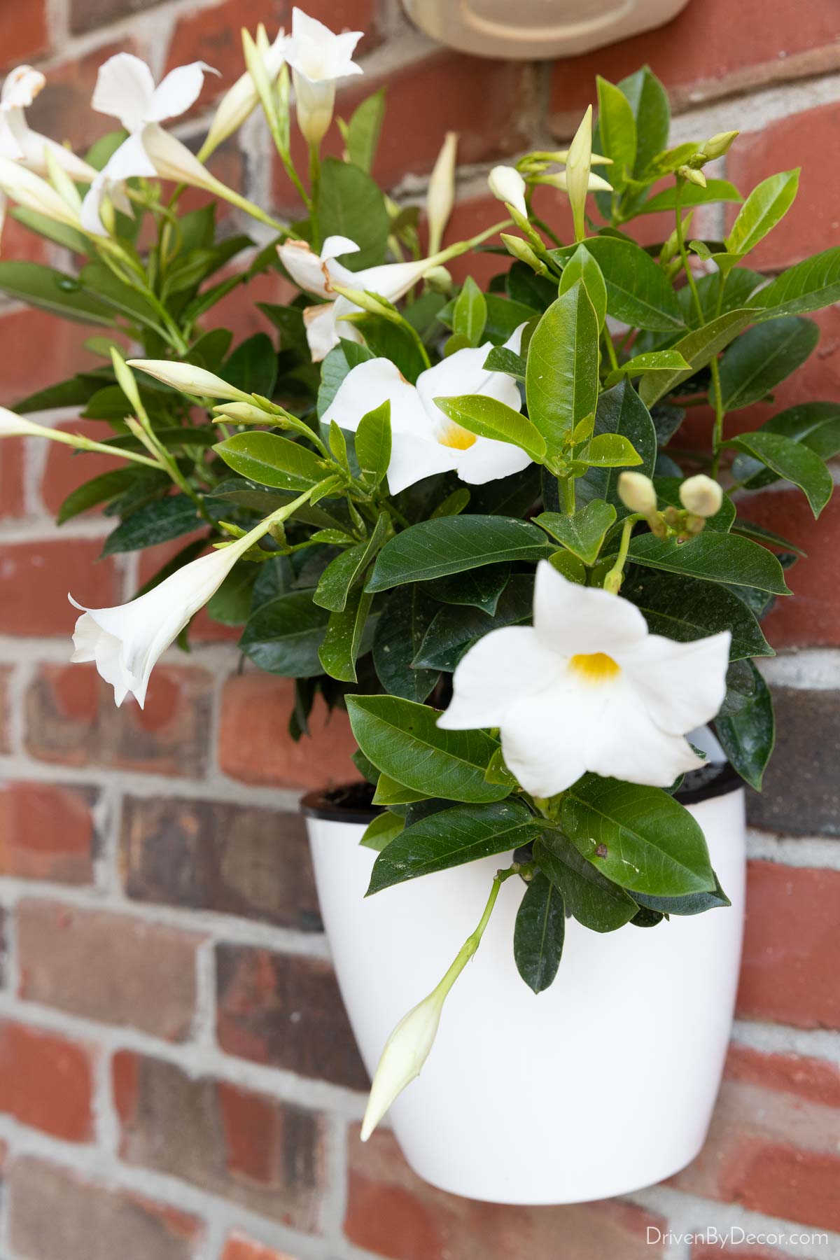 Flowers in planter hung on back patio wall