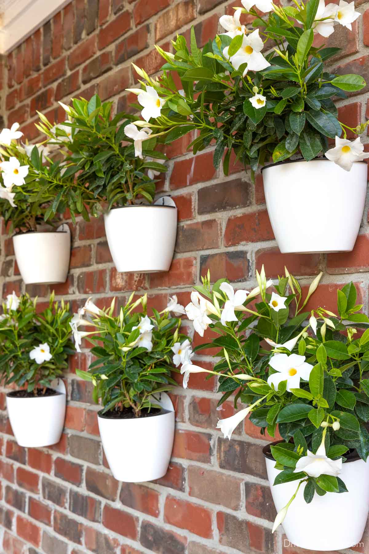 Six hanging wall planters on brick back patio wall