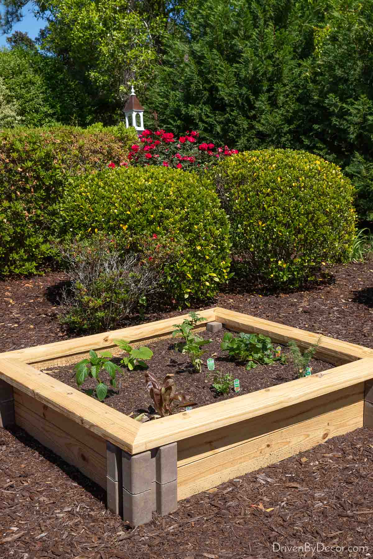 Love this inexpensive raised garden bed idea - made of cement blocks & lumber